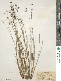 Juncus acuminatus image