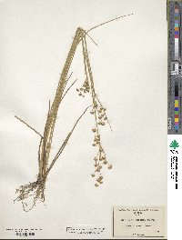 Juncus acuminatus image