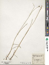 Juncus acuminatus image