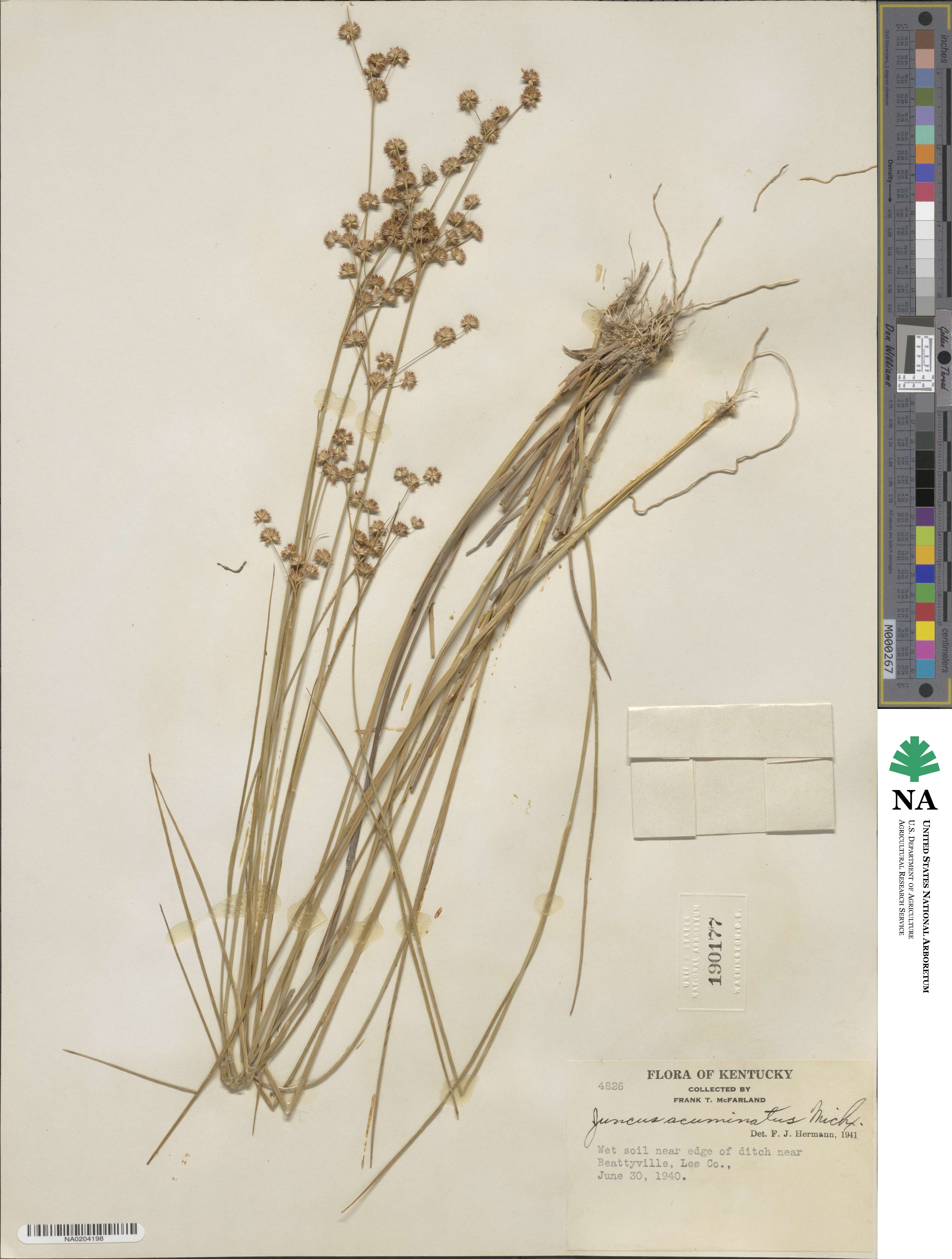 Juncus acuminatus image