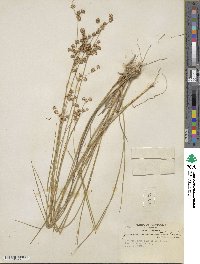 Juncus acuminatus image