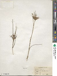 Juncus acuminatus image