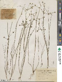 Juncus acuminatus image