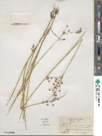 Juncus acuminatus image