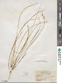 Juncus acuminatus image