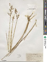 Juncus acuminatus image