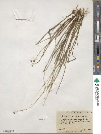 Juncus acuminatus image