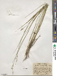 Juncus acuminatus image