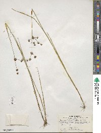 Juncus acuminatus image