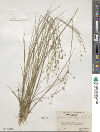 Juncus acuminatus image