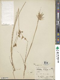 Juncus acuminatus image