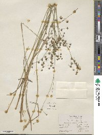 Juncus acuminatus image