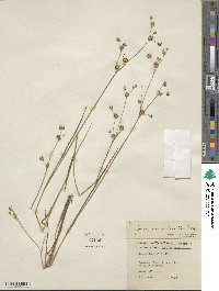 Juncus acuminatus image