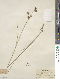 Juncus acuminatus image