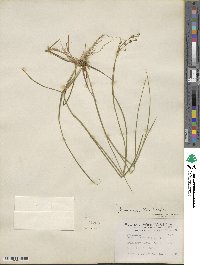 Juncus acuminatus image