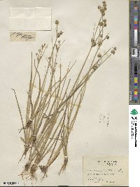 Juncus acuminatus image