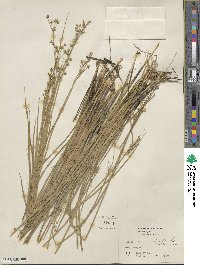 Juncus acuminatus image