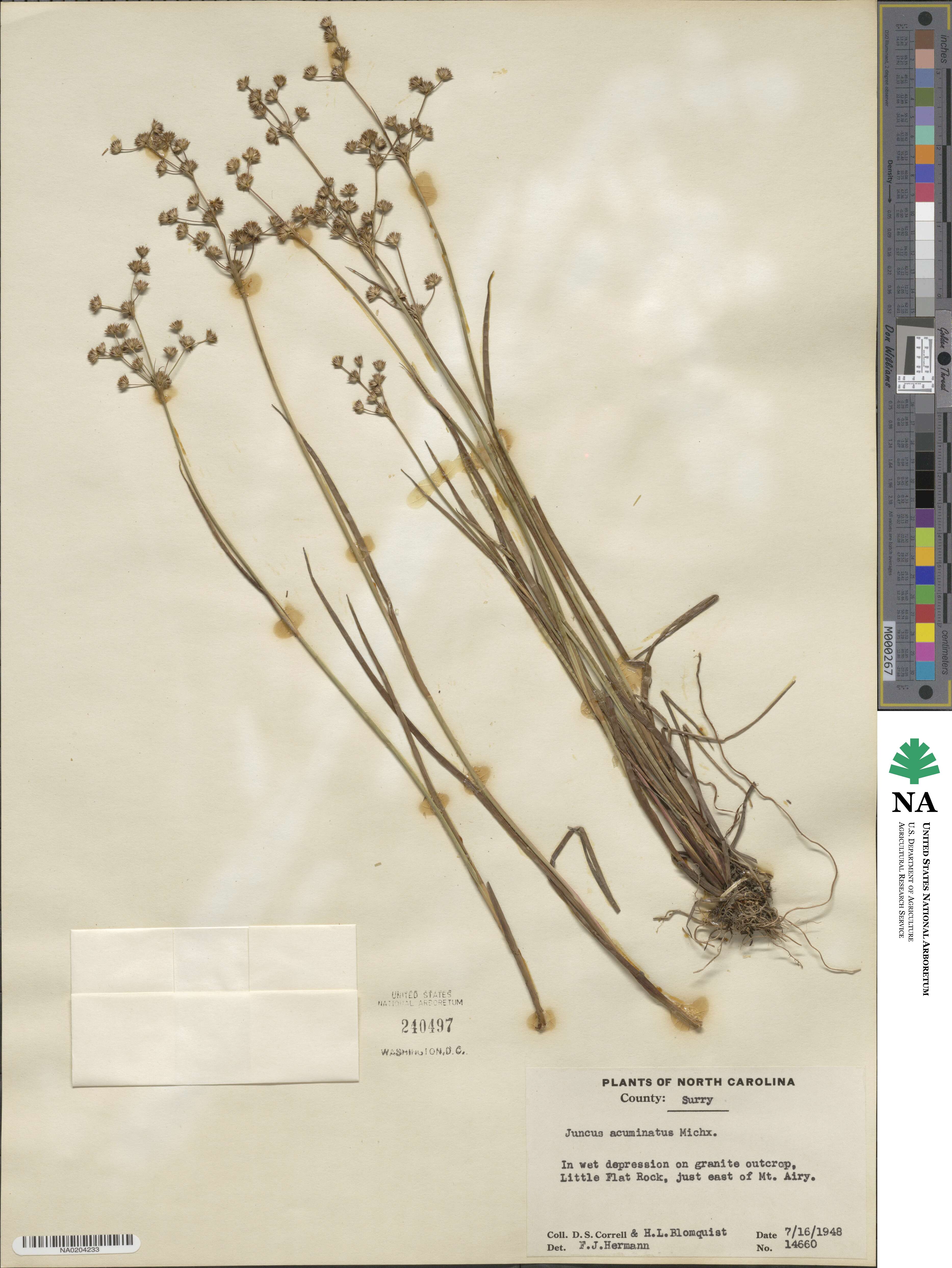 Juncus acuminatus image