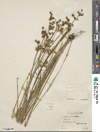 Juncus acuminatus image