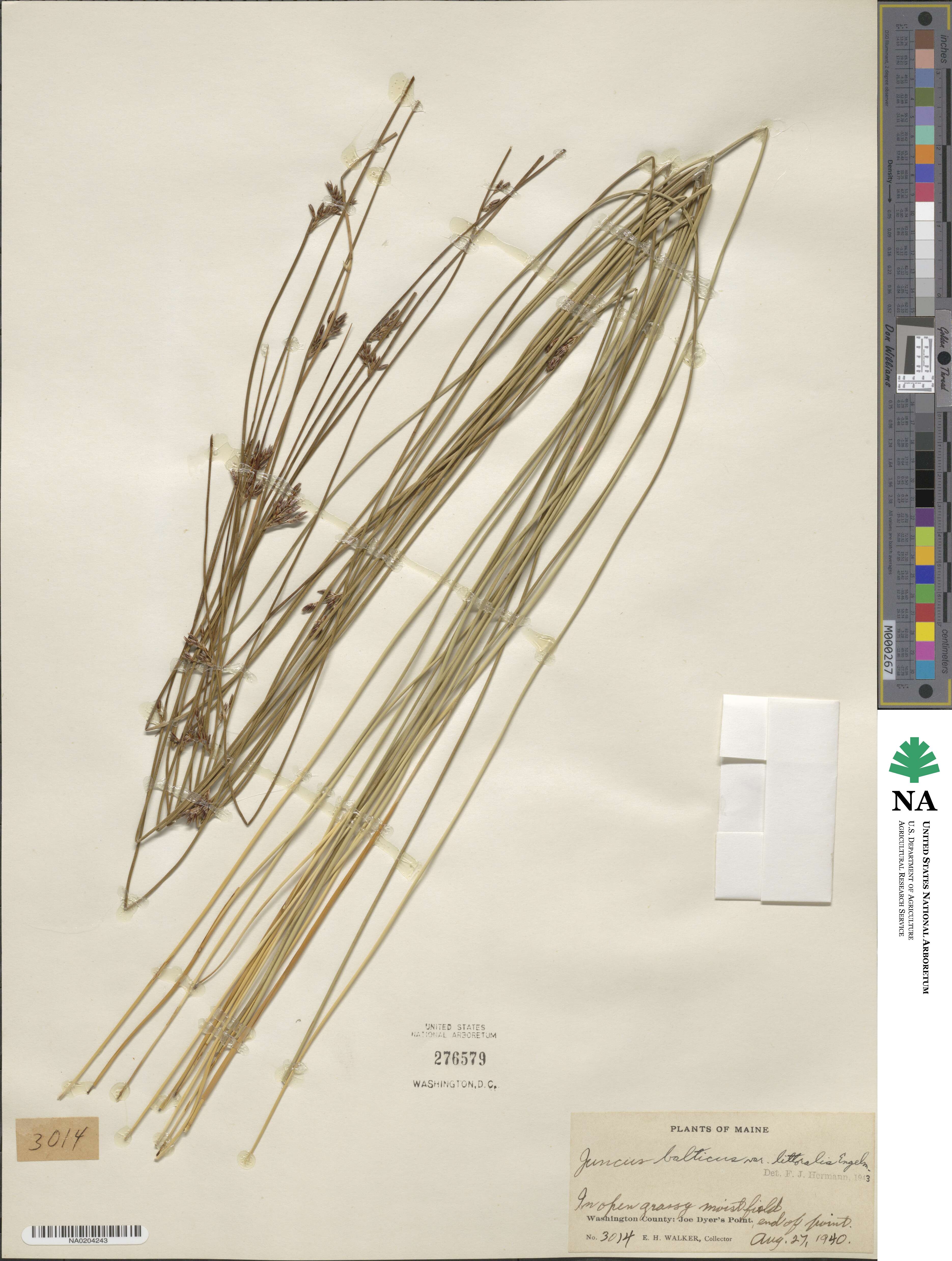 Juncus littoralis image