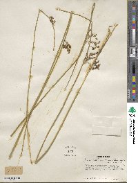 Juncus balticus image