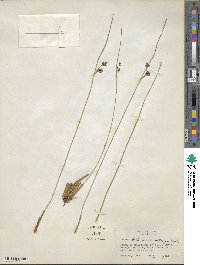 Juncus balticus image