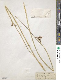 Juncus balticus image