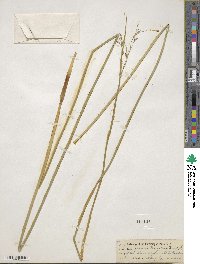 Juncus balticus image