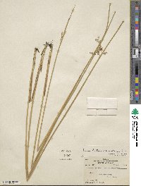 Juncus balticus image