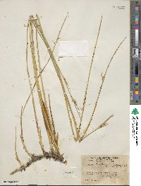 Juncus balticus image