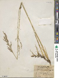 Juncus balticus image