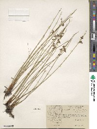 Juncus balticus image