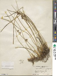 Juncus balticus image