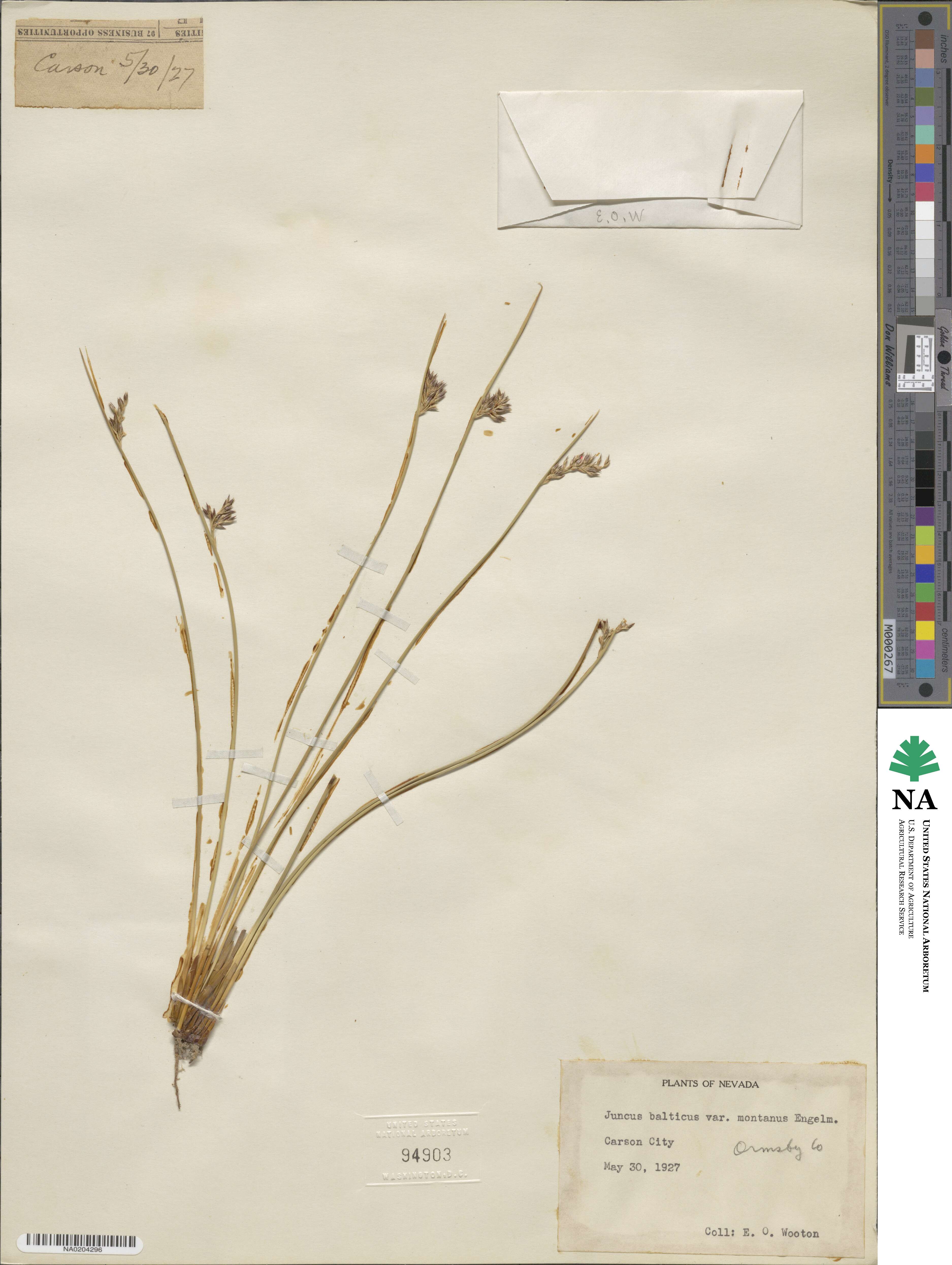 Juncus balticus image