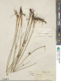 Juncus balticus image