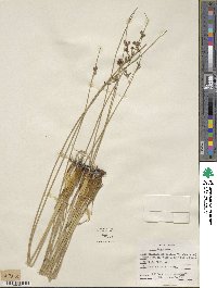 Juncus balticus image