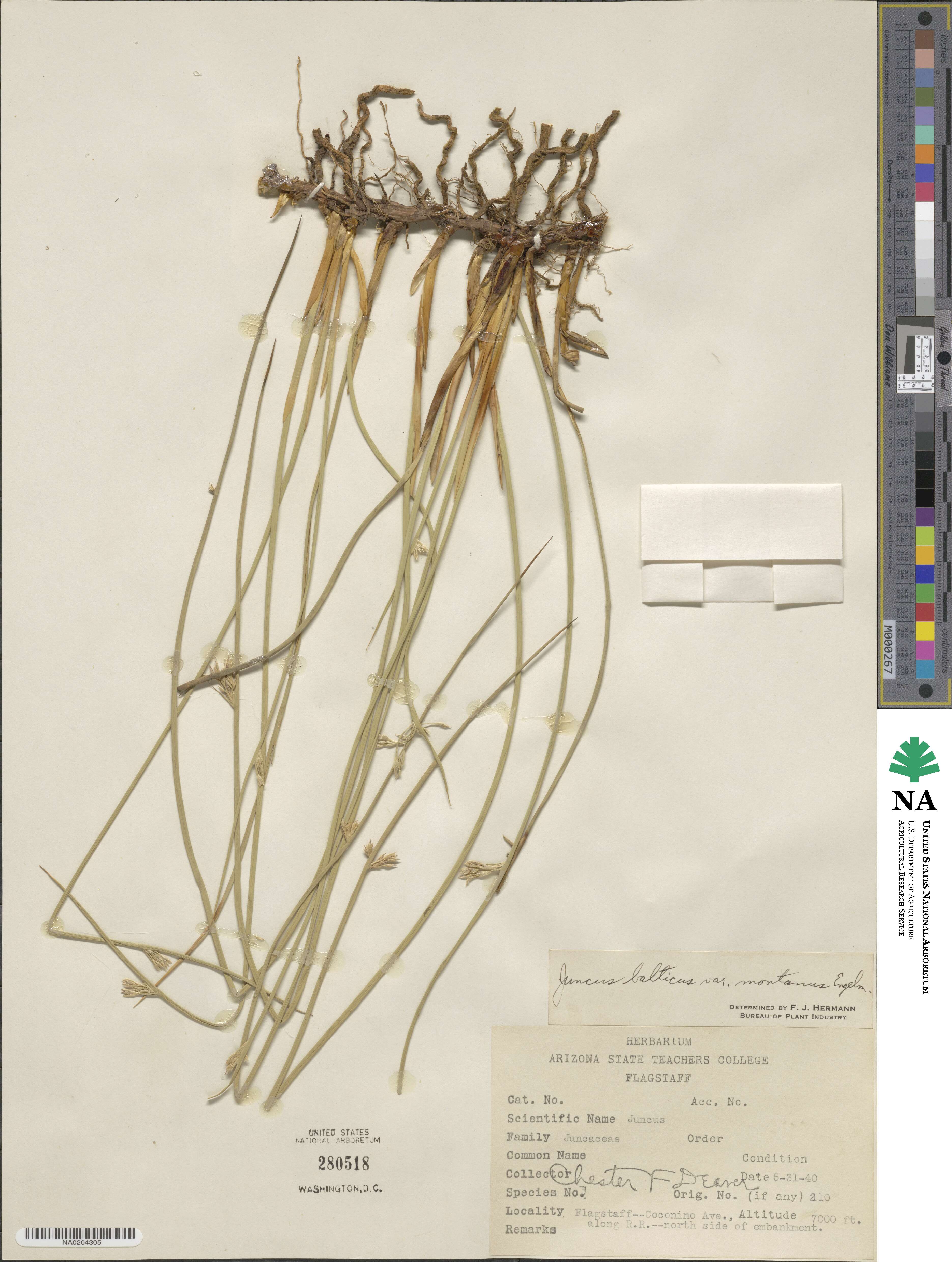 Juncus balticus image