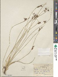 Juncus balticus image