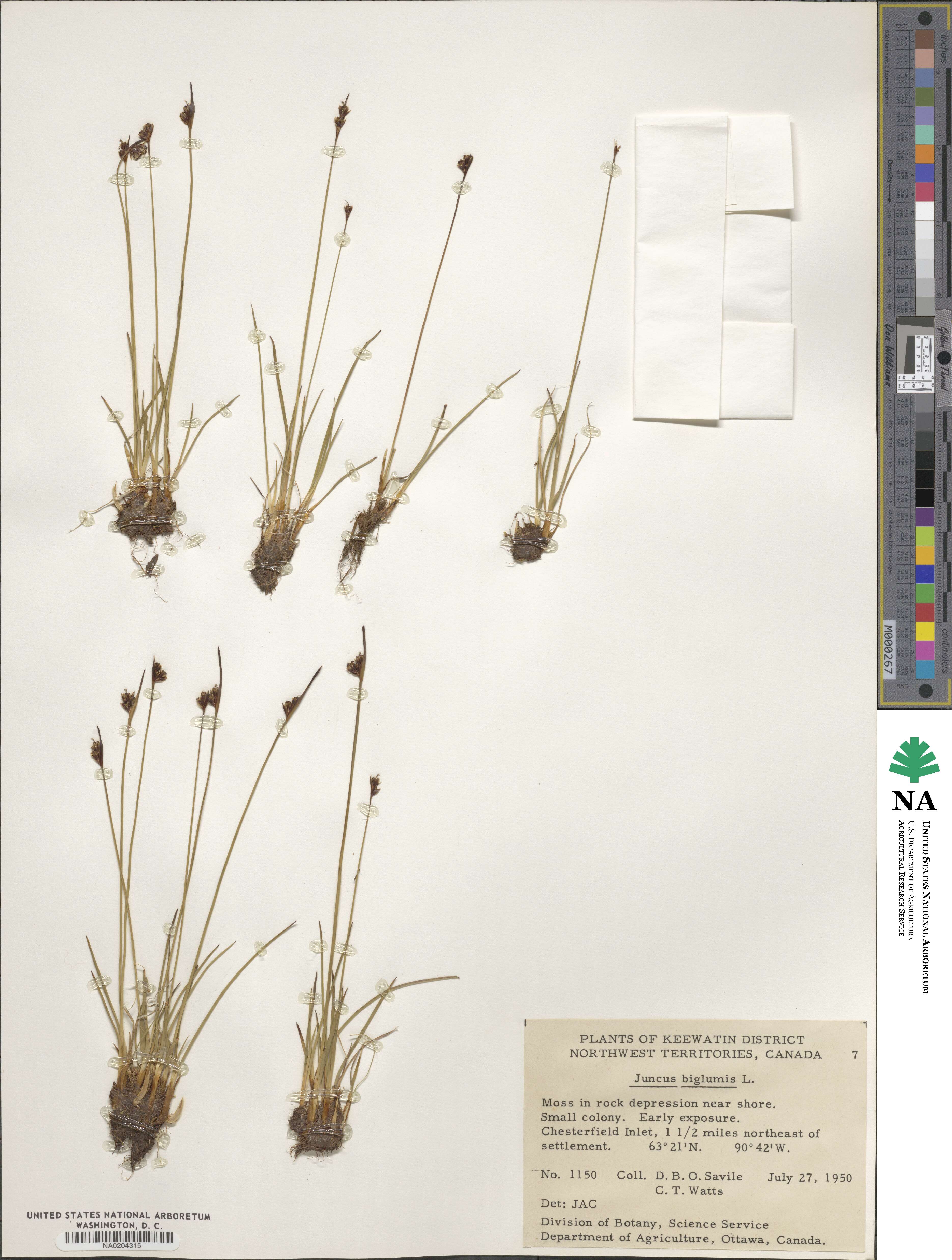 Juncus biglumis image