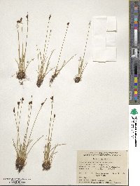 Juncus biglumis image