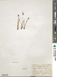 Juncus biglumis image