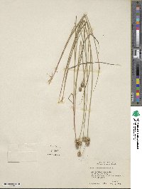 Image of Juncus brachycarpus