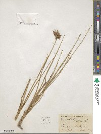 Juncus brachycarpus image