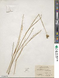 Juncus brachycarpus image