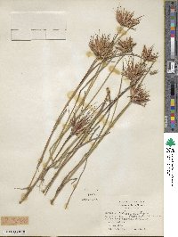 Juncus brachycarpus image