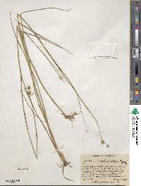 Juncus brachycarpus image