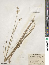 Juncus brachycarpus image