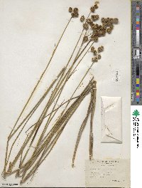 Juncus brachycarpus image