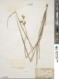 Juncus brachycarpus image