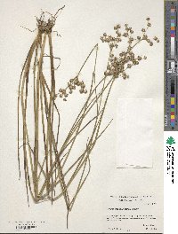 Juncus brachycarpus image